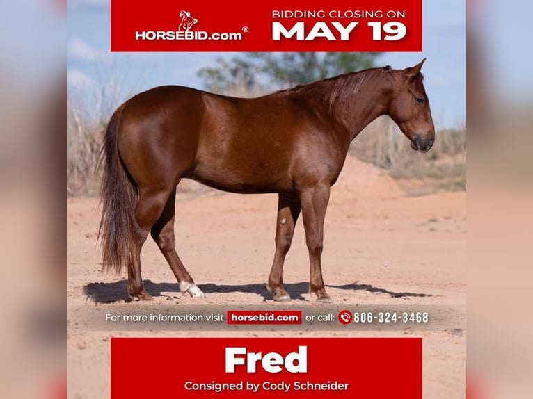 American Quarter Horse Wałach 3 lat 145 cm Cisawa in Canyon