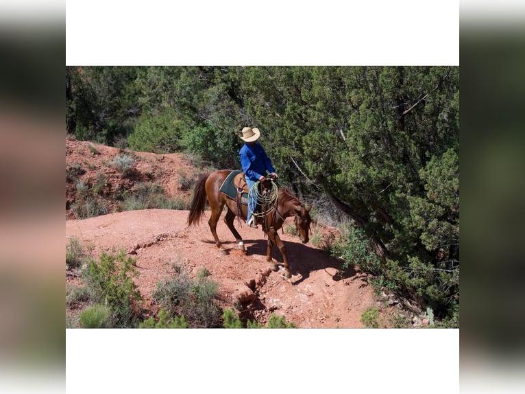 American Quarter Horse Wałach 3 lat 145 cm Cisawa in Canyon