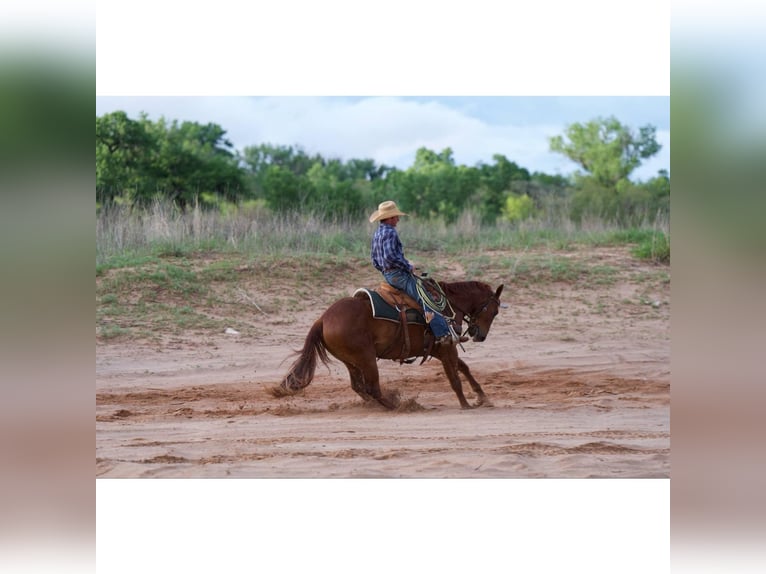 American Quarter Horse Wałach 3 lat 145 cm Cisawa in Canyon