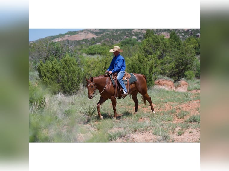 American Quarter Horse Wałach 3 lat 145 cm Cisawa in Canyon