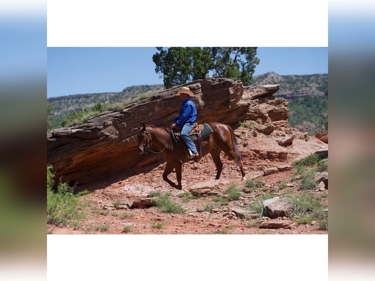 American Quarter Horse Wałach 3 lat 145 cm Cisawa in Canyon