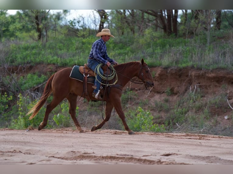 American Quarter Horse Wałach 3 lat 145 cm Cisawa in Canyon