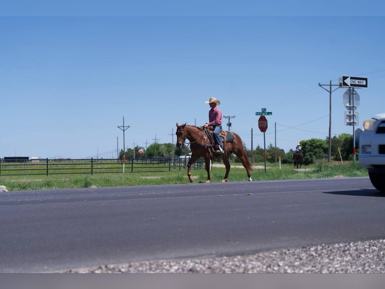 American Quarter Horse Wałach 3 lat 145 cm Cisawa in Canyon