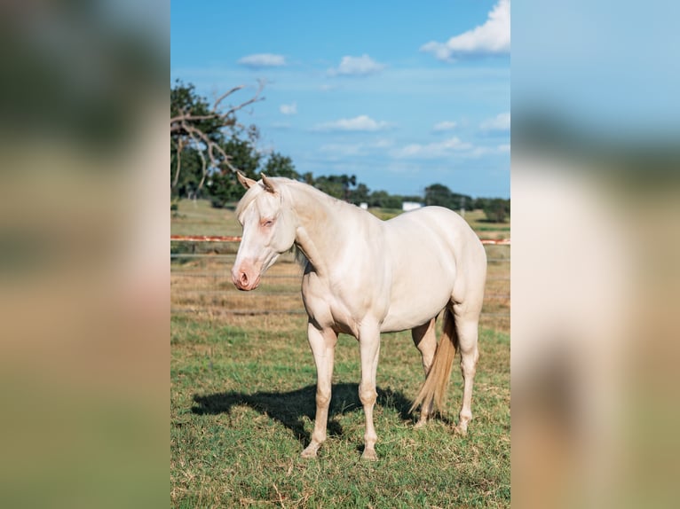 American Quarter Horse Wałach 3 lat 145 cm Cremello in Forney