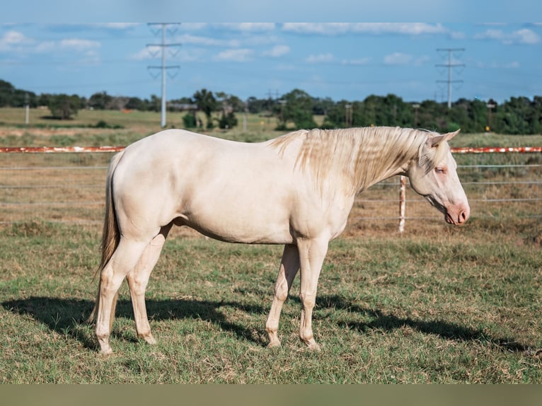 American Quarter Horse Wałach 3 lat 145 cm Cremello in Forney