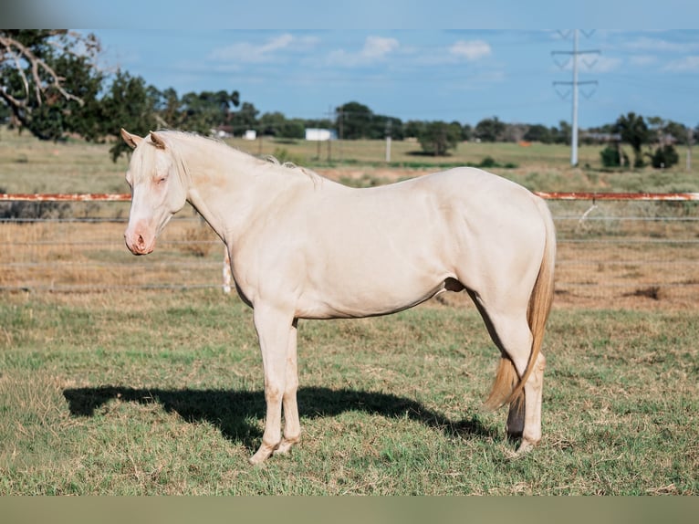 American Quarter Horse Wałach 3 lat 145 cm Cremello in Forney