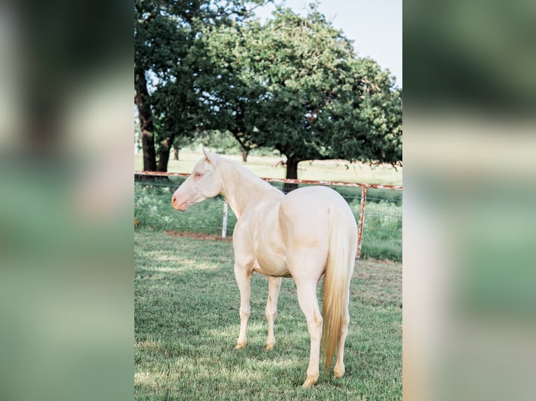 American Quarter Horse Wałach 3 lat 145 cm Cremello in Forney