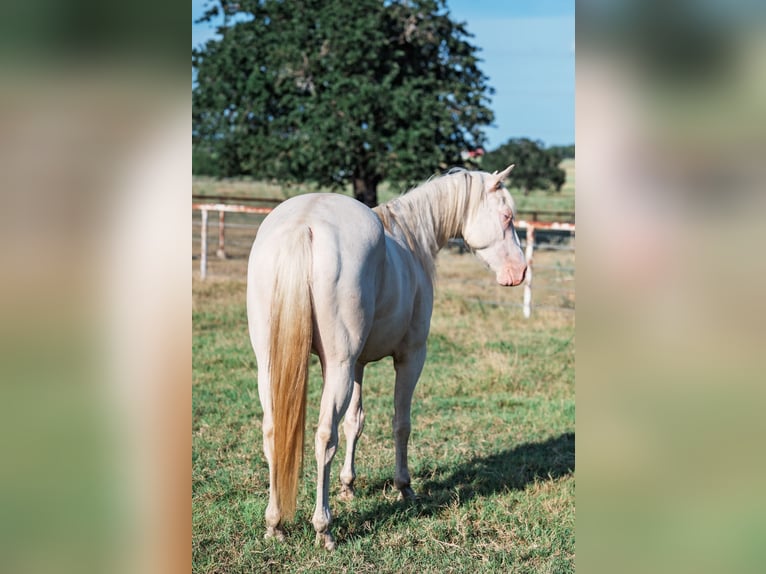 American Quarter Horse Wałach 3 lat 145 cm Cremello in Forney