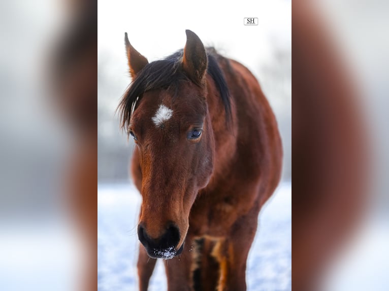 American Quarter Horse Wałach 3 lat 145 cm Gniada in Bruchk&#xF6;bel
