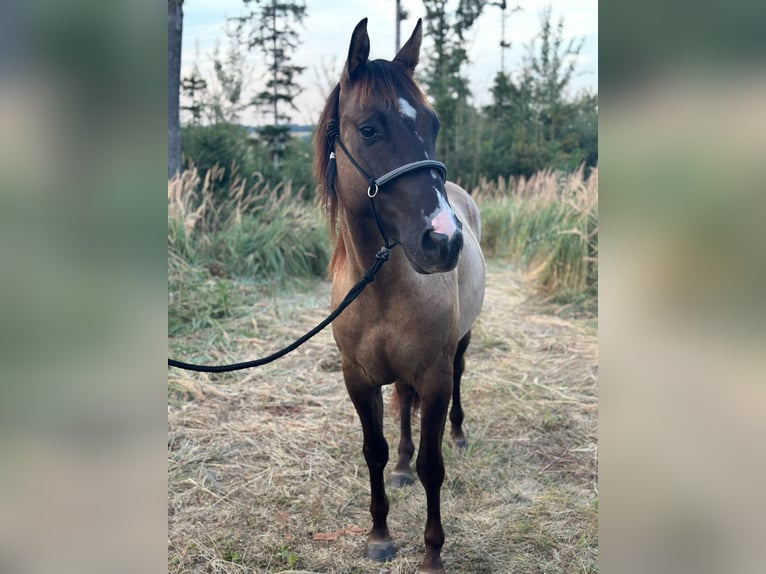 American Quarter Horse Wałach 3 lat 145 cm Grullo in Amstetten American Quarter Horse Wałach 3 lat 145 cm Grullo in Amstetten