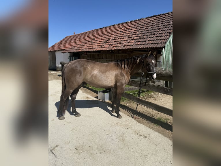 American Quarter Horse Wałach 3 lat 145 cm Grullo in Amstetten American Quarter Horse Wałach 3 lat 145 cm Grullo in Amstetten