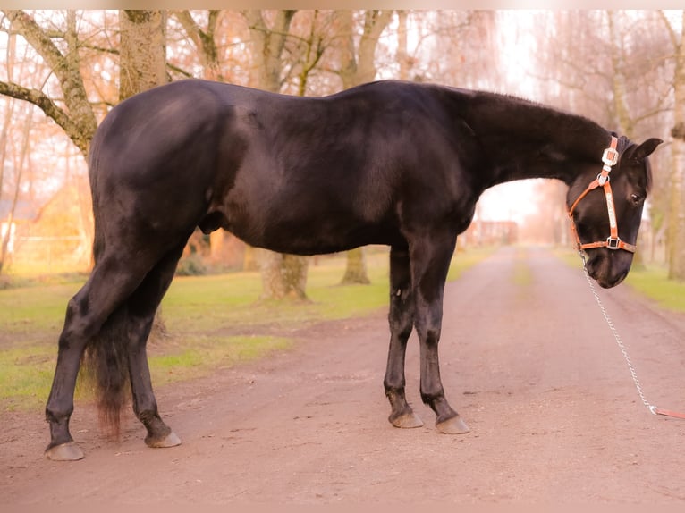 American Quarter Horse Wałach 3 lat 145 cm Kara in Ganderkesee