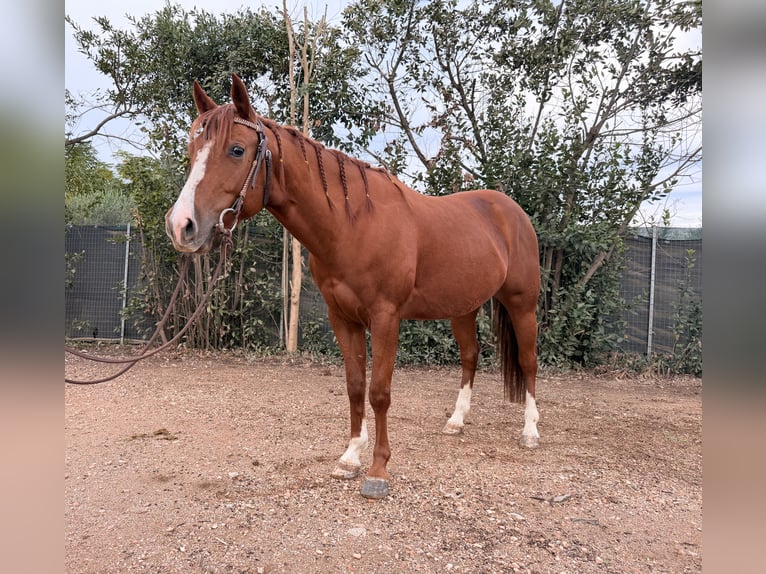 American Quarter Horse Wałach 3 lat 145 cm Kasztanowata in Follonica
