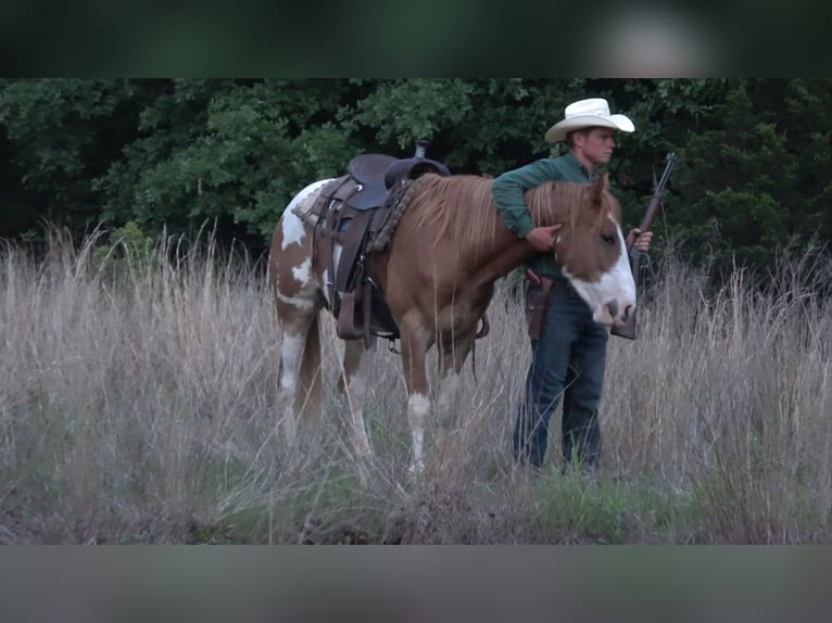 American Quarter Horse Mix Wałach 3 lat 145 cm Tobiano wszelkich maści in Perkins