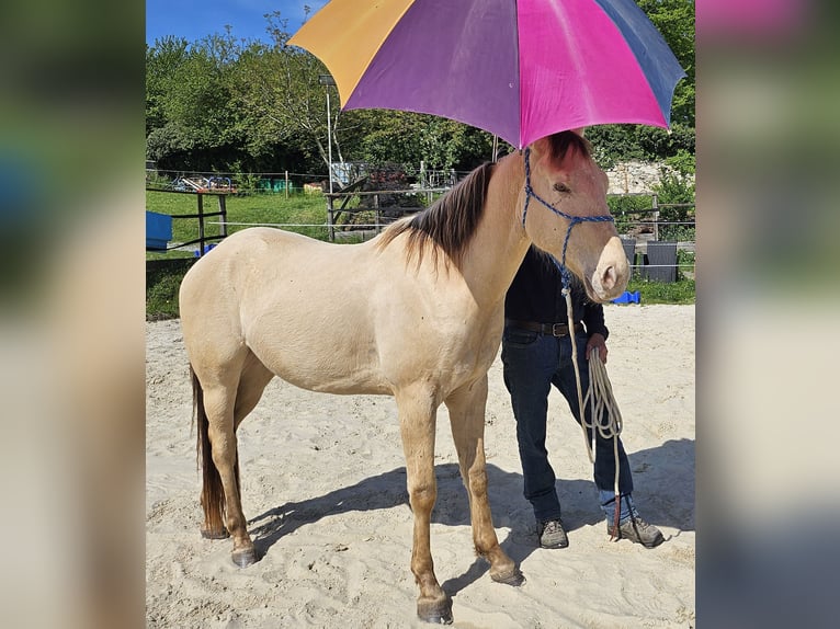 American Quarter Horse Wałach 3 lat 146 cm Szampańska in Müglitztal