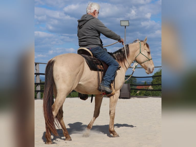 American Quarter Horse Wałach 3 lat 146 cm Szampańska in Müglitztal