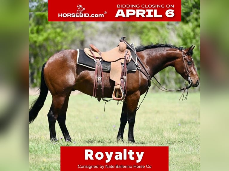 American Quarter Horse Wałach 3 lat 147 cm Gniada in Waco