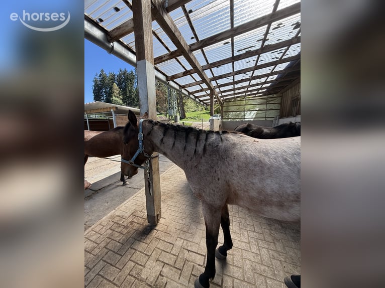 American Quarter Horse Wałach 3 lat 147 cm Gniadodereszowata in Sankt Georgen im Schwarzwald