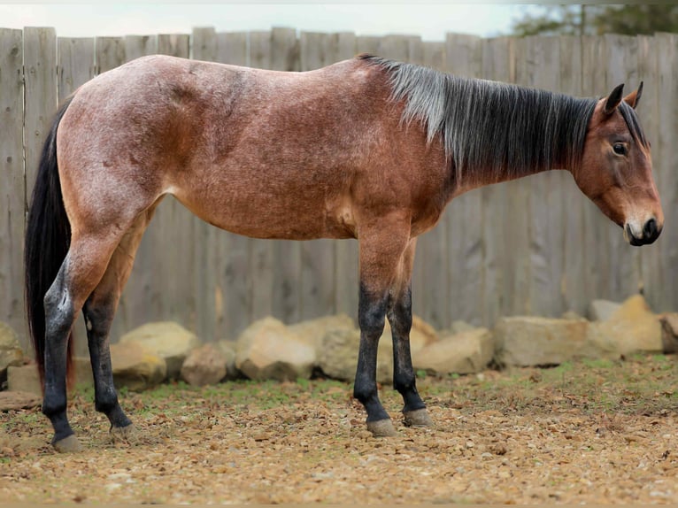 American Quarter Horse Wałach 3 lat 147 cm Gniadodereszowata in Cole Camp MO