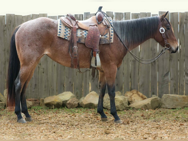 American Quarter Horse Wałach 3 lat 147 cm Gniadodereszowata in Cole Camp MO