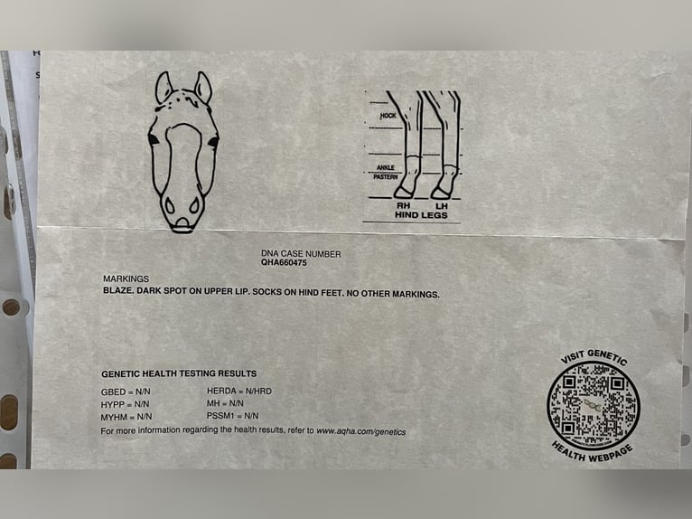 American Quarter Horse Wałach 3 lat 147 cm in Kappelen