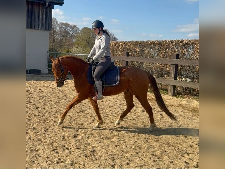 American Quarter Horse Wałach 3 lat 148 cm Bułana in Daleiden