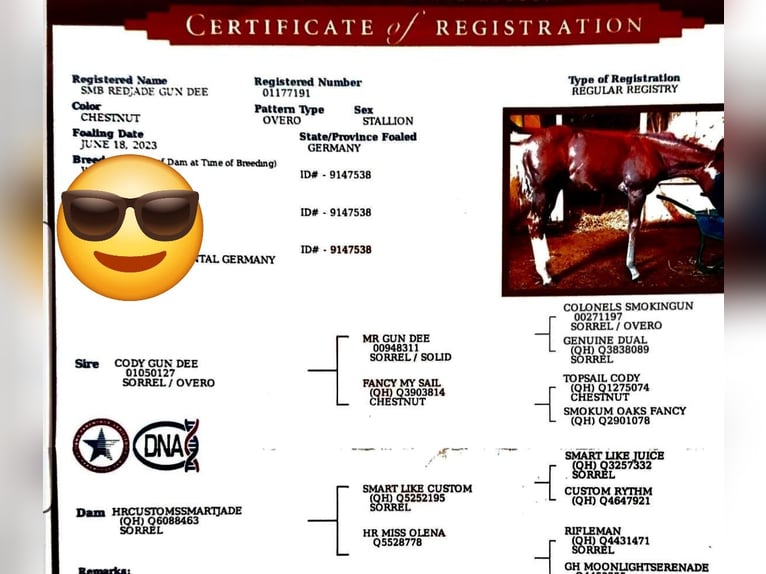 American Quarter Horse Wałach 3 lat 148 cm Ciemnokasztanowata in Wasserburg am Inn