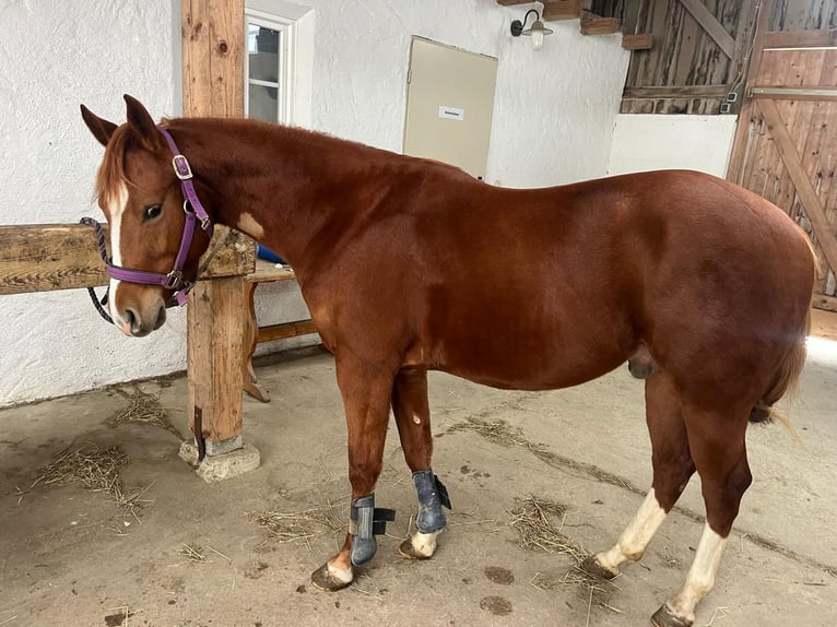 American Quarter Horse Wałach 3 lat 148 cm Ciemnokasztanowata in Wasserburg am Inn