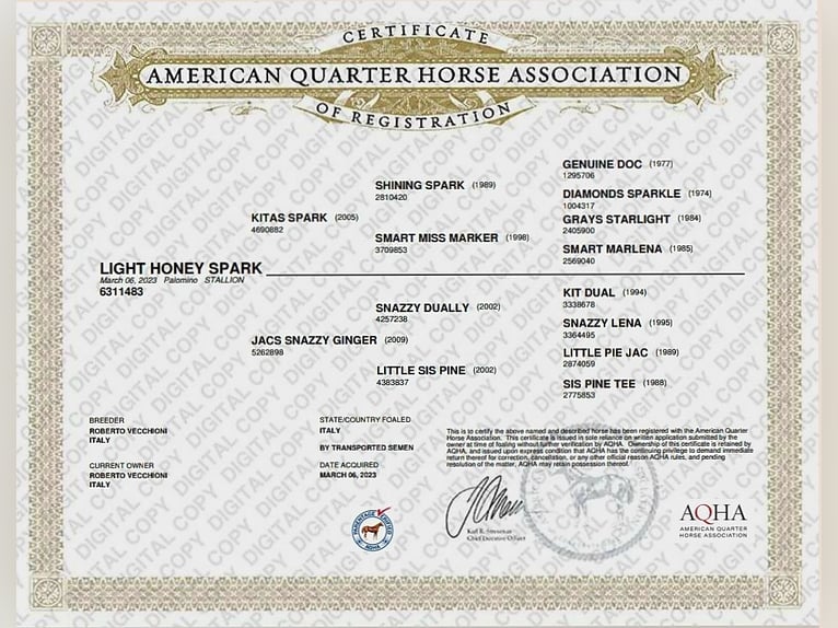 American Quarter Horse Wałach 3 lat 148 cm Izabelowata in Como