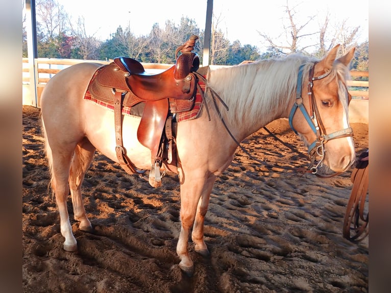 American Quarter Horse Wałach 3 lat 148 cm Izabelowata in Como