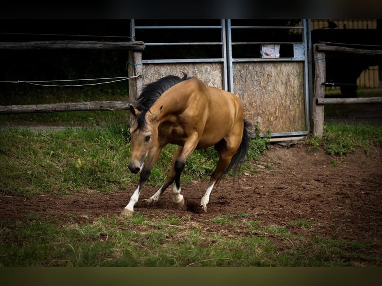 American Quarter Horse Wałach 3 lat 148 cm Jelenia in Reichweiler