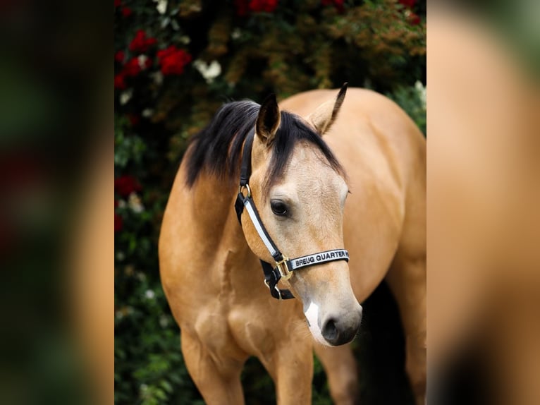 American Quarter Horse Wałach 3 lat 148 cm Jelenia in Reichweiler