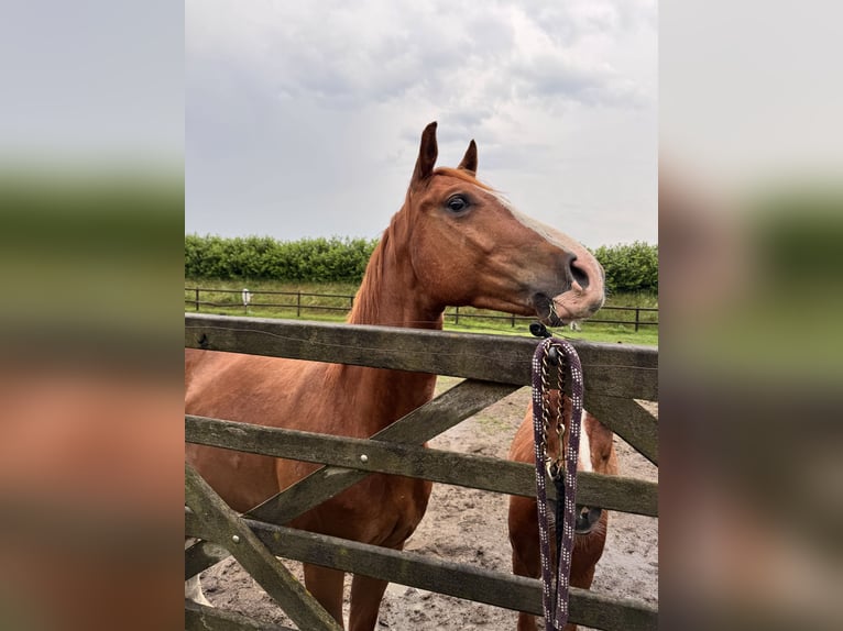 American Quarter Horse Wałach 3 lat 149 cm Kasztanowata in Metelen