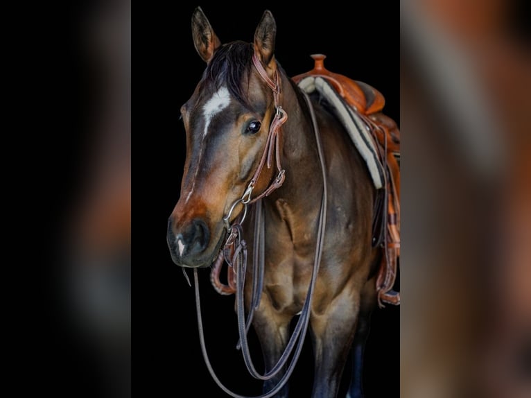 American Quarter Horse Wałach 3 lat 150 cm Ciemnogniada in Eging am See