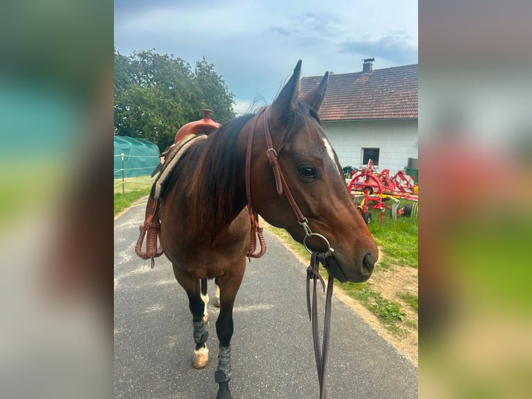 American Quarter Horse Wałach 3 lat 150 cm Ciemnogniada in Eging am See