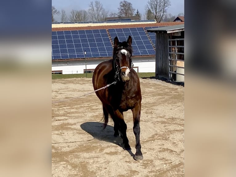 American Quarter Horse Wałach 3 lat 150 cm Ciemnogniada in Eglfing