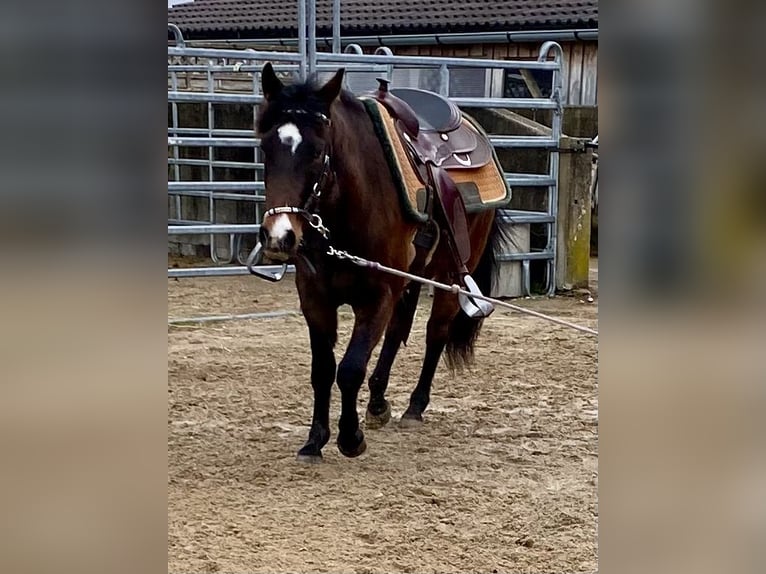 American Quarter Horse Wałach 3 lat 150 cm Ciemnogniada in Eglfing