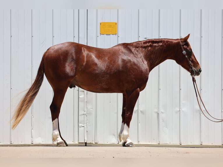 American Quarter Horse Wałach 3 lat 150 cm Cisawa in Dalhart, TX