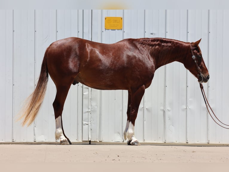 American Quarter Horse Wałach 3 lat 150 cm Cisawa in Dalhart, TX