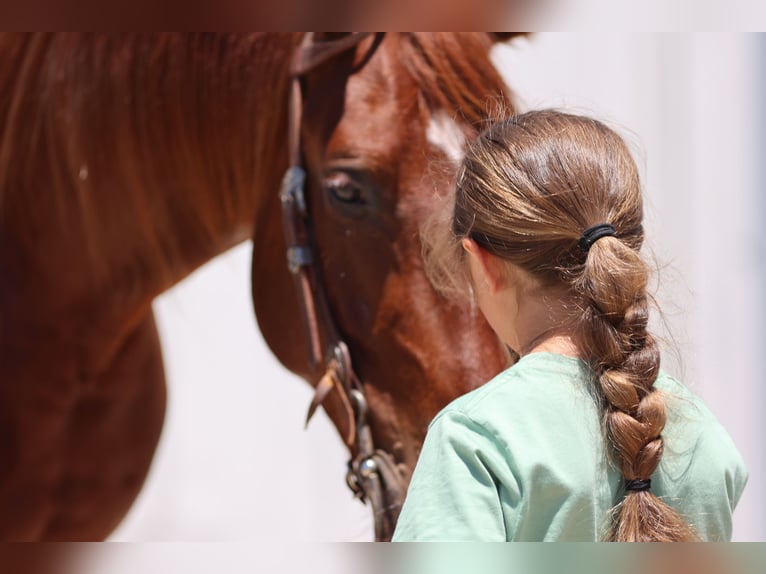 American Quarter Horse Wałach 3 lat 150 cm Cisawa in Dalhart, TX