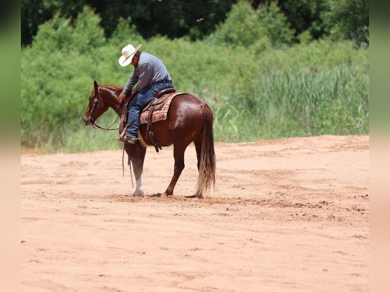 American Quarter Horse Wałach 3 lat 150 cm Cisawa in Dalhart, TX