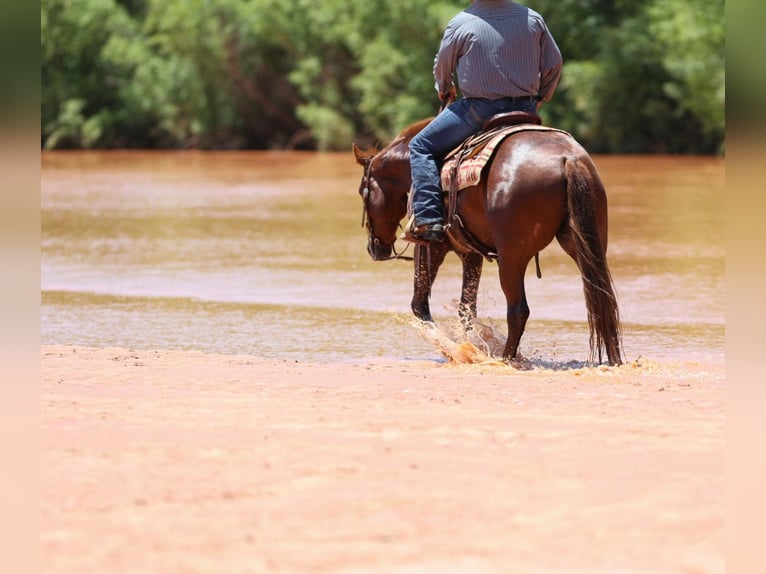 American Quarter Horse Wałach 3 lat 150 cm Cisawa in Dalhart, TX