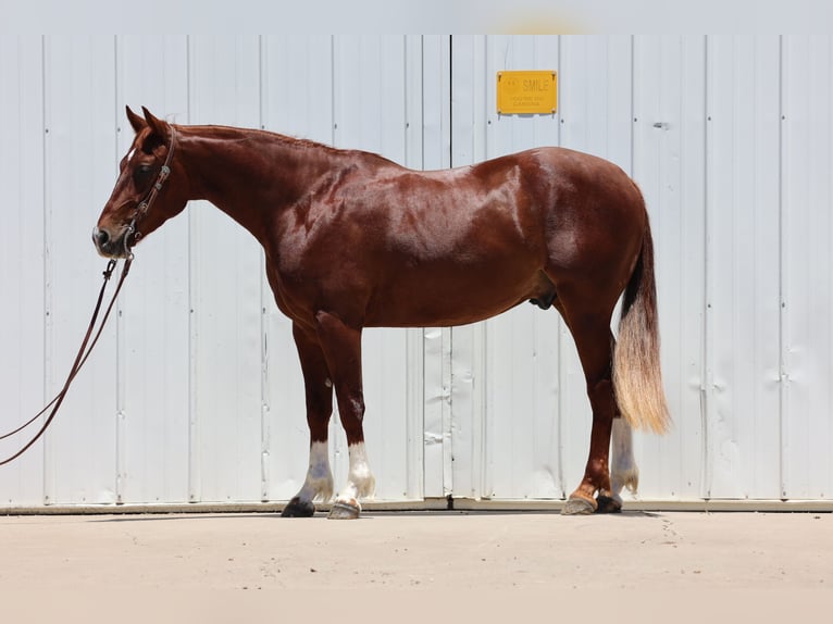 American Quarter Horse Wałach 3 lat 150 cm Cisawa in Dalhart, TX