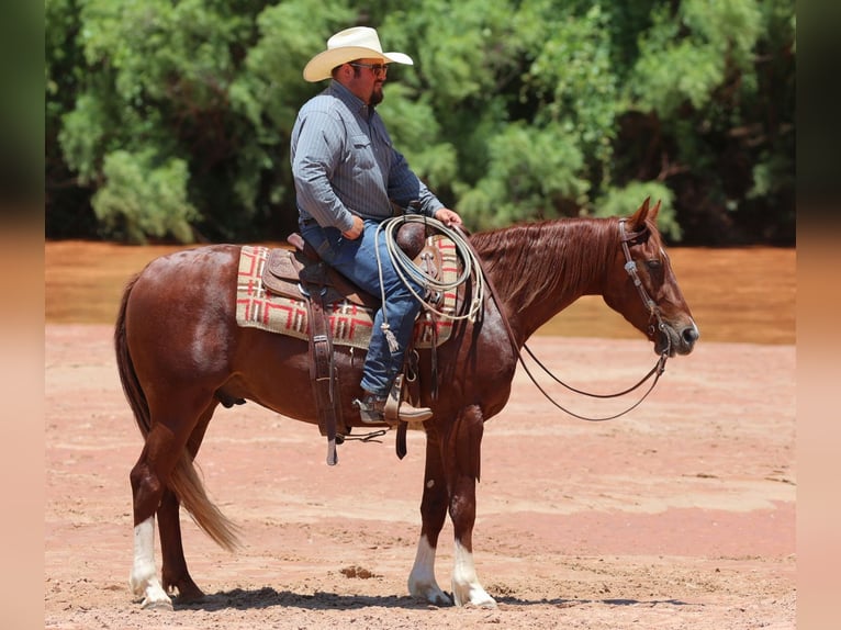 American Quarter Horse Wałach 3 lat 150 cm Cisawa in Dalhart, TX