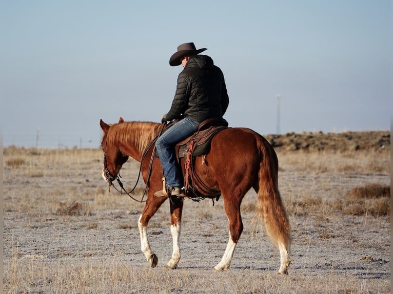 American Quarter Horse Wałach 3 lat 150 cm Cisawa in Saint Anthony