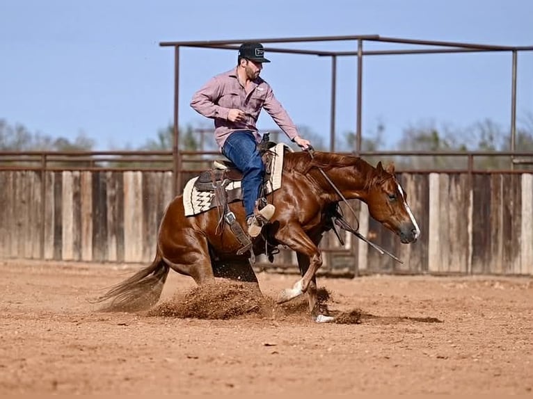 American Quarter Horse Wałach 3 lat 150 cm Cisawa in Waco