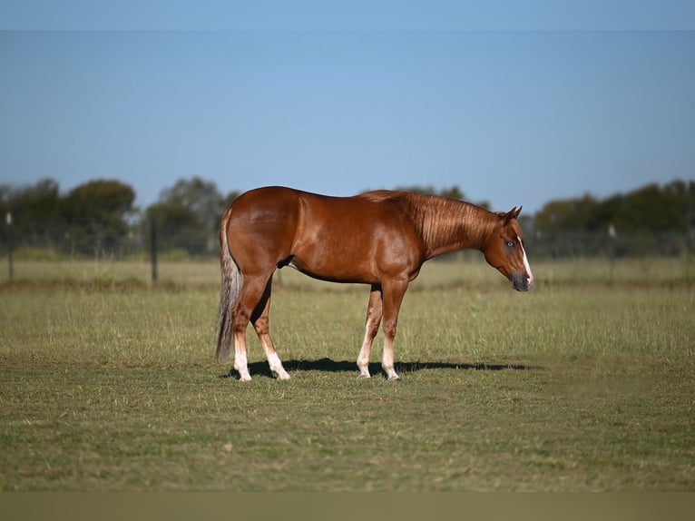 American Quarter Horse Wałach 3 lat 150 cm Cisawa in Waco American Quarter Horse Wałach 3 lat 150 cm Cisawa in Waco