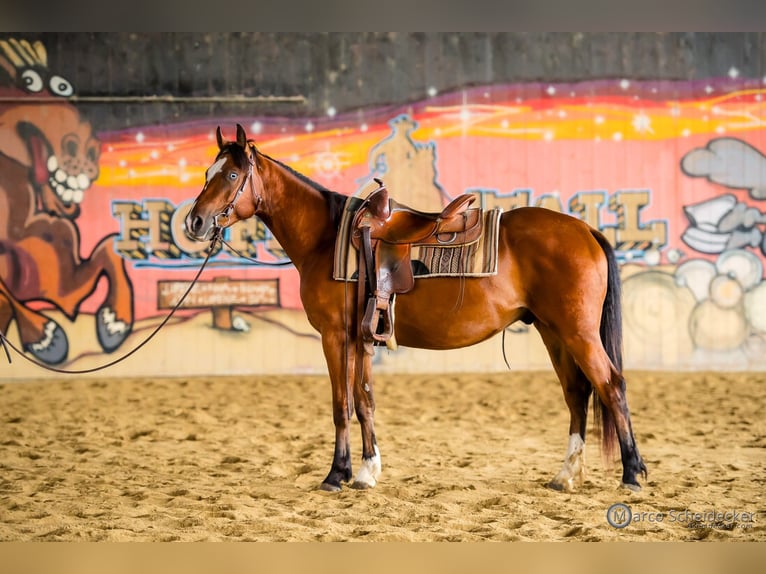 American Quarter Horse Wałach 3 lat 150 cm Gniada in Fu&#xDF;ach