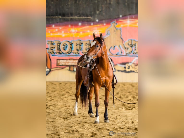 American Quarter Horse Wałach 3 lat 150 cm Gniada in Fu&#xDF;ach