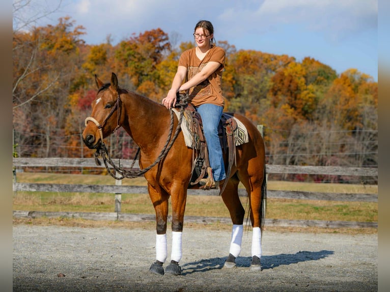 American Quarter Horse Wałach 3 lat 150 cm Gniada in New Holland